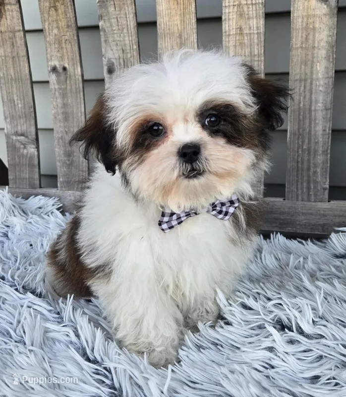 Bandit  – Poodle - Toy , Mal Shi puppy for sale in Rockford, IL