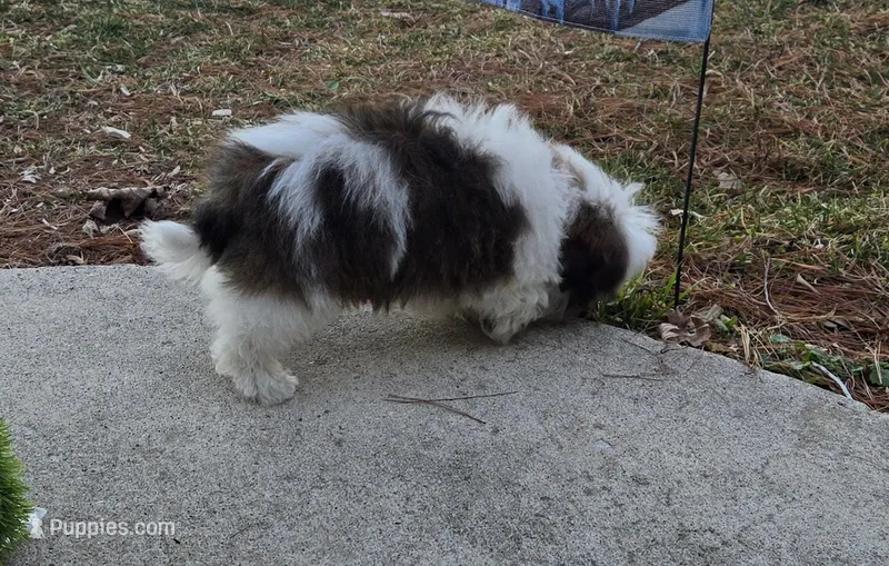 Bandit  – Poodle - Toy , Mal Shi puppy for sale in Rockford, IL