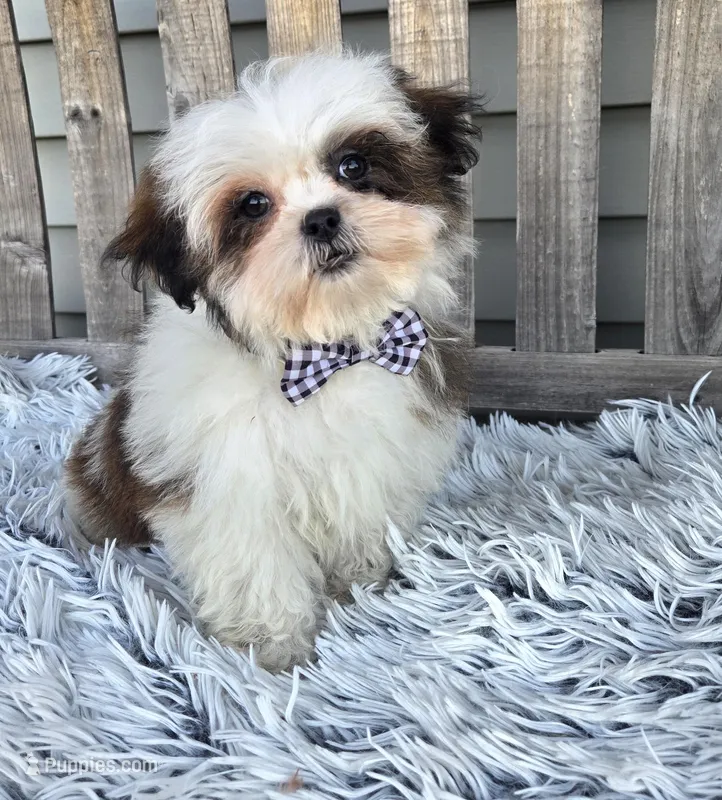 Bandit  – Poodle - Toy , Mal Shi puppy for sale in Rockford, IL