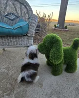 Bandit , a male Poodle - Toy  and Mal Shi for sale in Rockford, IL – Photo 7 of 9