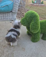 Bandit , a male Poodle - Toy  and Mal Shi for sale in Rockford, IL – Photo 8 of 9