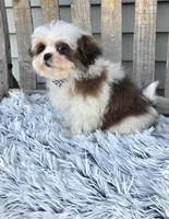 Bandit , a male Poodle - Toy  and Mal Shi for sale in Rockford, IL – Photo 5 of 9