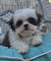 Bandit , a male Poodle - Toy  and Mal Shi for sale in Rockford, IL – Photo 2 of 9