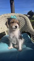 Sophie , a female Yorkipoo for sale in Rockford, IL – 6 of 9
