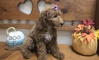 Violet mini f1b, a female Miniature Goldendoodle for sale in Rockford, IL – 5 of 9