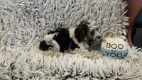Milo , a male Poodle - Toy  for sale in Rockford, IL – 9 of 9