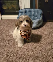 Freckles, a male Yorkipoo for sale in Rockford, IL – 5 of 7