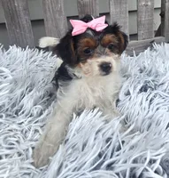 Sidney , a female Yorkipoo for sale in Rockford, IL – 5 of 8