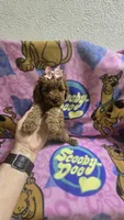 Star mini micro mini, a female Miniature Goldendoodle for sale in Rockford, IL – 6 of 9