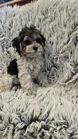 Poppy, a female Poodle - Toy  for sale in Rockford, IL – 7 of 8