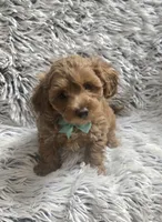 Sunny , a male Cavapoo for sale in Rockford, IL – 8 of 10