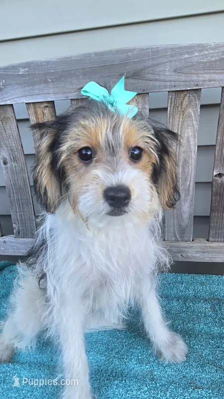 Sophie  – Yorkipoo puppy for sale in Rockford, IL