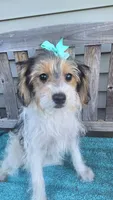 Sophie , a female Yorkipoo for sale in Rockford, IL – 1 of 9