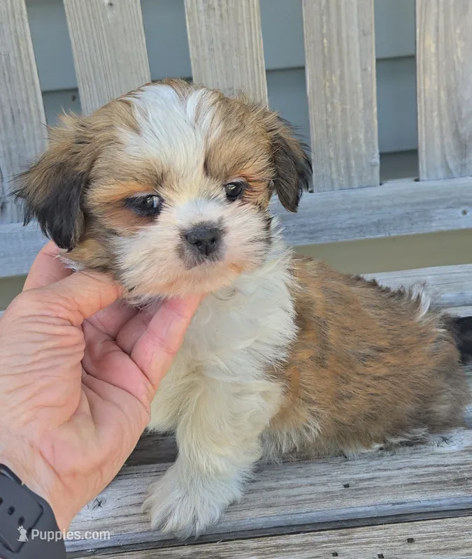 Gizmo  – Shih Tzu puppy for sale in Rockford, IL