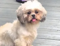 Sassy , a female Shih Tzu for sale in Rockford, IL – 1 of 5