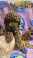 Chloe , a female Miniature Goldendoodle for sale in Rockford, IL – 3 of 8