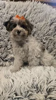 Molly, a female Poodle - Toy  for sale in Rockford, IL – 5 of 9