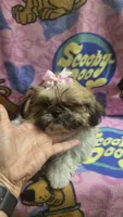 Princess , a female Shih Tzu for sale in Rockford, IL – 8 of 8