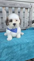 Franklin, a male Mal Shi for sale in Rockford, IL – 4 of 9