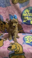 Tinker bell , a female Miniature Goldendoodle for sale in Rockford, IL – 6 of 9