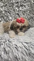 Rosie , a female Shih Tzu for sale in Rockford, IL – 9 of 9