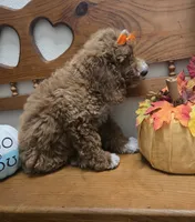 Pumpkin  f1b mini , a female Miniature Goldendoodle for sale in Rockford, IL – 6 of 8