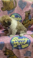 Milo, a male Shih Tzu for sale in Rockford, IL – 10 of 10