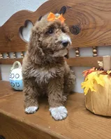 Pumpkin  f1b mini , a female Miniature Goldendoodle for sale in Rockford, IL – 7 of 8