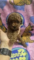 Chloe , a female Miniature Goldendoodle for sale in Rockford, IL – 5 of 8