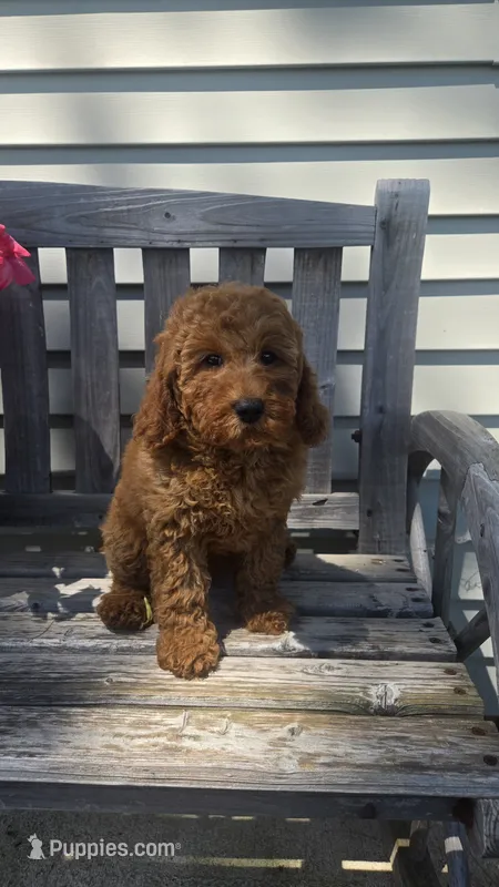 Ruby f1b mini – Miniature Goldendoodle puppy on hold in Rockford, IL