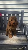 Ruby f1b mini, a female Miniature Goldendoodle for sale in Rockford, IL – 1 of 5