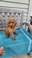Murphy f1b, a male Miniature Goldendoodle for sale in Rockford, IL – 2 of 8