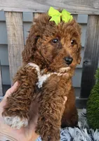 Easter, a female Miniature Goldendoodle for sale in Rockford, IL – Photo 5 of 9