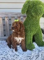 Easter, a female Miniature Goldendoodle for sale in Rockford, IL – Photo 8 of 9