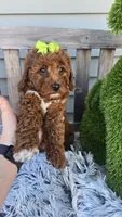 Easter, a female Miniature Goldendoodle for sale in Rockford, IL – Photo 9 of 9
