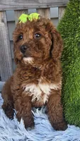 Easter, a female Miniature Goldendoodle for sale in Rockford, IL – Photo 2 of 9