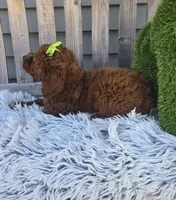 Easter, a female Miniature Goldendoodle for sale in Rockford, IL – Photo 7 of 9