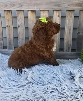 Easter, a female Miniature Goldendoodle for sale in Rockford, IL – Photo 6 of 9