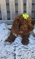Easter, a female Miniature Goldendoodle for sale in Rockford, IL – Photo 4 of 9