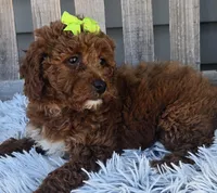 Easter, a female Miniature Goldendoodle for sale in Rockford, IL – Photo 3 of 9