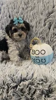 Poppy, a female Poodle - Toy  for sale in Rockford, IL – 5 of 8