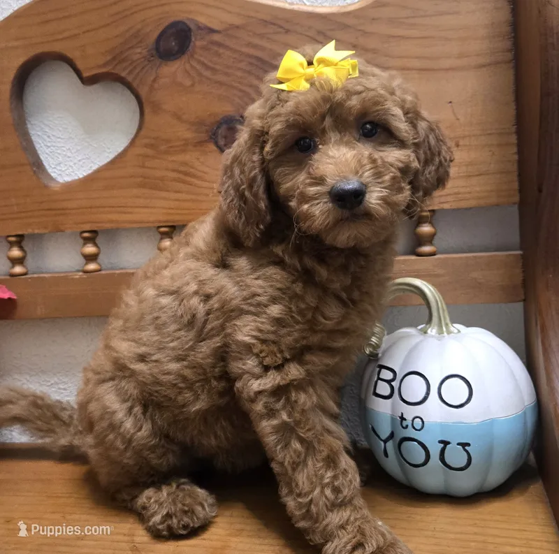 Autumn f1b mini – Miniature Goldendoodle puppy for sale in Rockford, IL