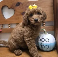 Autumn f1b mini, a female Miniature Goldendoodle for sale in Rockford, IL – 1 of 10