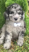 Marley Akc blue merle , a male Poodle - Miniature  for sale in Rockford, IL – 6 of 10