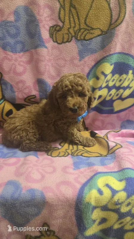 Starbucks micro mini – Miniature Goldendoodle puppy for sale in Rockford, IL