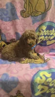 Starbucks micro mini, a male Miniature Goldendoodle for sale in Rockford, IL – 4 of 8