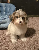 Freckles, a male Yorkipoo for sale in Rockford, IL – 3 of 7