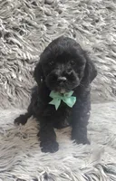 Max f1b, a male Cavapoo for sale in Rockford, IL – 5 of 10