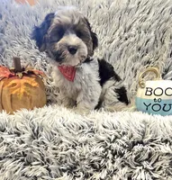 Milo , a male Poodle - Toy  for sale in Rockford, IL – 5 of 9