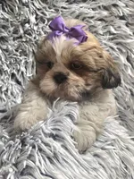 Violet , a female Shih Tzu for sale in Rockford, IL – 5 of 9